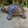 Schildkröte Gusseisen Garten Tiere Gartentiere Gartendeko Gartenartikel TT120