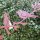 Vogel V&ouml;gel Tiere Edelrost Rost Gartendekoration Garten Gartendeko Deko 802013