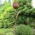 Gartenstecker Edelrost Rost Deko Garten Gartendeko Blume Blüte
