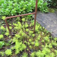 Gartenstecker Edelrost Rost Deko Garten Gartendeko Blume Blüte 284LV