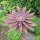 Gartenstecker Edelrost Rost Deko Garten Gartendeko Blume Blüte 284LV