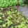 Gartenstecker Edelrost Rost Deko Garten Gartendeko Blume Blüte 284LV