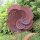 Gartenstecker Edelrost Rost Deko Garten Gartendeko Blume Blüte 048LV
