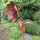 Gartenstecker Edelrost Rost Deko Garten Gartendeko Blume Blüte 045LV