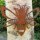Biene Edelrost Rost Gartendekoration Deko Garten Gartendeko 162030