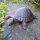 Schildkröte Gusseisen Garten Tiere Gartendeko GA903