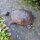 Schildkröte Gusseisen Garten Tiere Gartendeko GA903