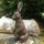 Gusseisen Hase Garten Tiere Gartendeko GA288B