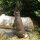 Gusseisen Hase Garten Tiere Gartendeko GA288B