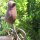 Gusseisen Vogel Gartenstecker Beetstecker Garten Deko