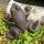 Frosch XL Frösche Kröte Gartenteich Gusseisen Gartentiere Gartendeko