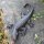 Salamander Gecko Echse Gusseisen Eidechse Molch Lurch Wandbefestigung