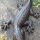 Salamander Gecko Echse Gusseisen Eidechse Molch Lurch Wandbefestigung
