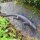 Salamander XL Gecko Echse Gusseisen Eidechse Molch Lurch Wandbefestigung
