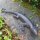 Salamander XL Gecko Echse Gusseisen Eidechse Molch Lurch Wandbefestigung